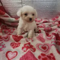 Whitey, a male Maltipoo for sale in Pahrump, NV – Photo 6 of 7