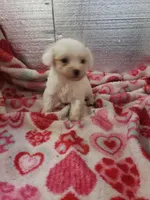 Whitey, a male Maltipoo for sale in Pahrump, NV – Photo 1 of 7