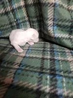 Whitey, a male Maltipoo for sale in Pahrump, NV – Photo 6 of 7