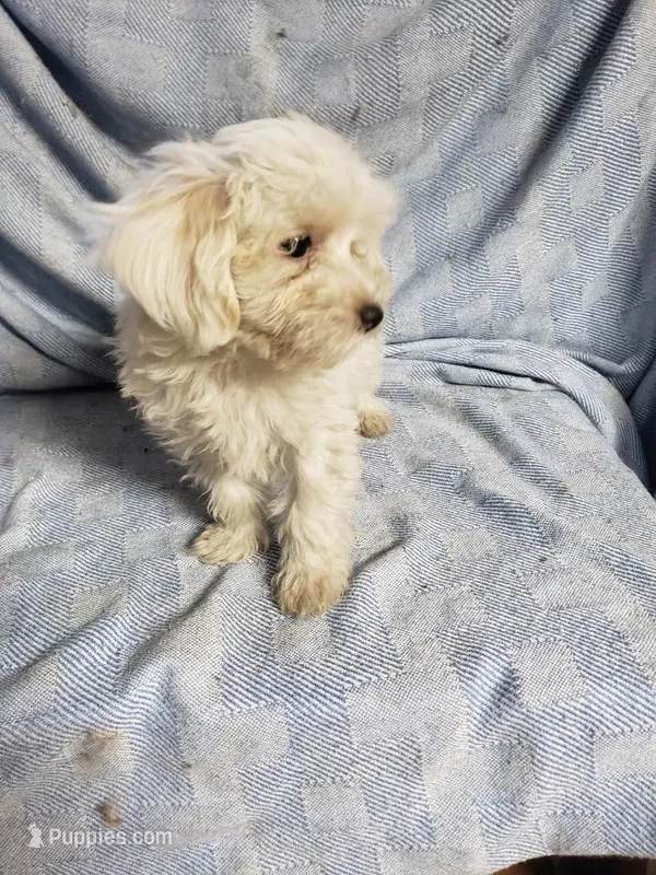 Whitey – Maltipoo puppy for sale in Pahrump, NV
