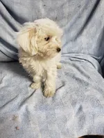 Whitey, a male Maltipoo for sale in Pahrump, NV – Photo 1 of 7