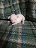 Whitey, a male Maltipoo for sale in Pahrump, NV – Photo 4 of 7