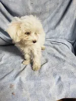 Whitey, a male Maltipoo for sale in Pahrump, NV – Photo 2 of 7