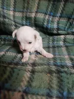 Whitey, a male Maltipoo for sale in Pahrump, NV – Photo 3 of 7
