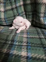 Whitey, a male Maltipoo for sale in Pahrump, NV – Photo 5 of 7