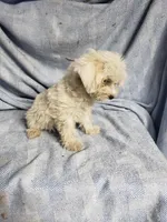 Whitey, a male Maltipoo for sale in Pahrump, NV – Photo 4 of 7