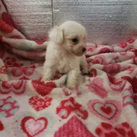Whitey, a male Maltipoo for sale in Pahrump, NV – Photo 7 of 7