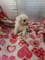 Whitey, a male Maltipoo for sale in Pahrump, NV – Photo 2 of 7