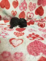 Madison, a female Maltese and Poodle - Toy  for sale in Pahrump, NV – 2 of 3