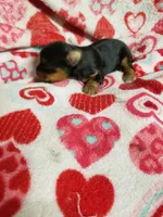 Cutter, a male Yorkshire Terrier for sale in Pahrump, NV – 3 of 3
