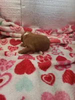 Stanley, a male Cavapoo for sale in Pahrump, NV – Photo 4 of 4