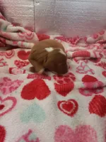 Stanley, a male Cavapoo for sale in Pahrump, NV – Photo 2 of 4