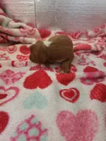 Stanley, a male Cavapoo for sale in Pahrump, NV – Photo 3 of 4