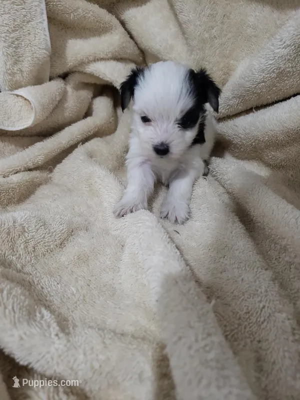 Stitch – Morkie puppy for sale in Pahrump, NV
