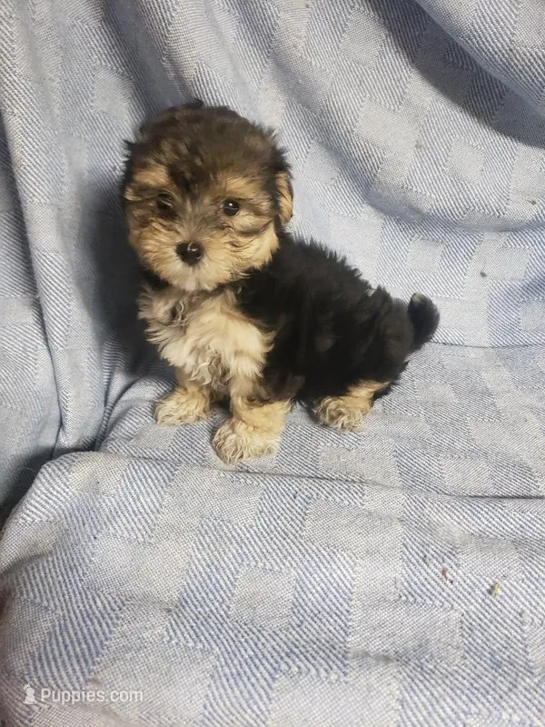 Banjo – Morkie puppy for sale in Pahrump, NV