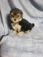 Banjo, a male Morkie for sale in Pahrump, NV – Photo 1 of 2