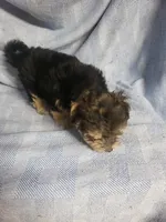 Banjo, a male Morkie for sale in Pahrump, NV – Photo 2 of 2