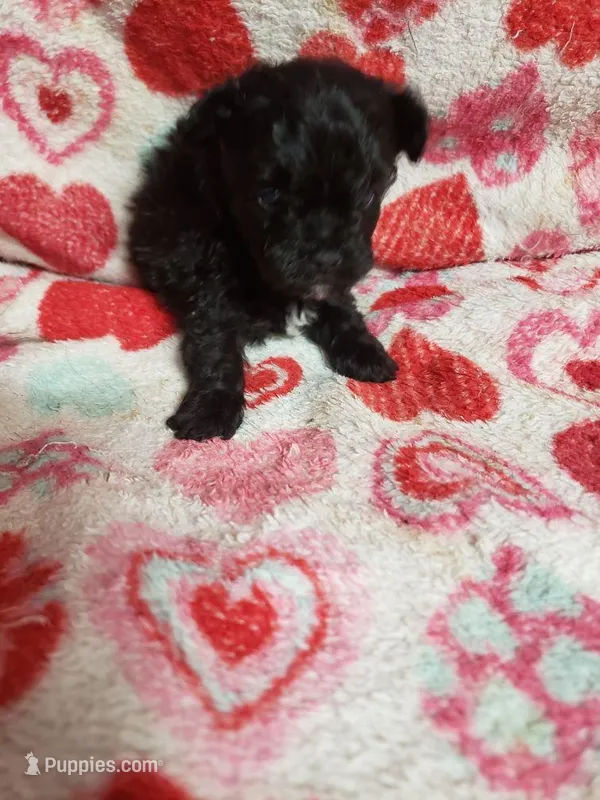 Mozart – Maltese, Poodle - Toy  puppy for sale in Pahrump, NV