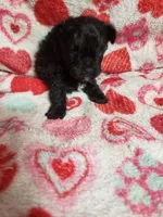 Mozart, a male Maltipoo for sale in Pahrump, NV – 1 of 6