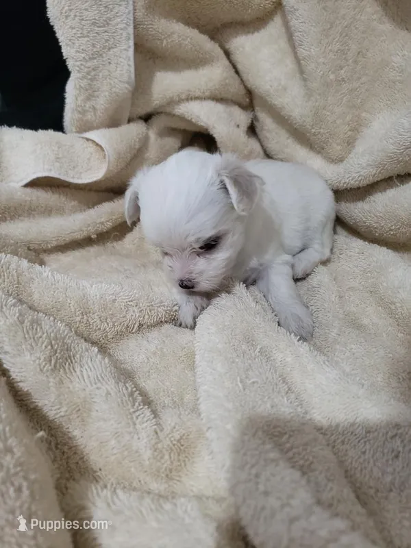 Stella – Morkie puppy for sale in Pahrump, NV