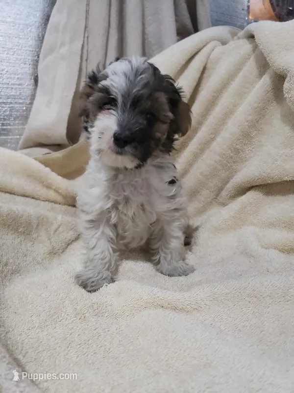 Roxie – Morkie puppy for sale in Pahrump, NV