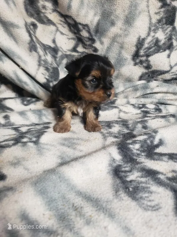 Cooper – Yorkshire Terrier puppy for sale in Pahrump, NV