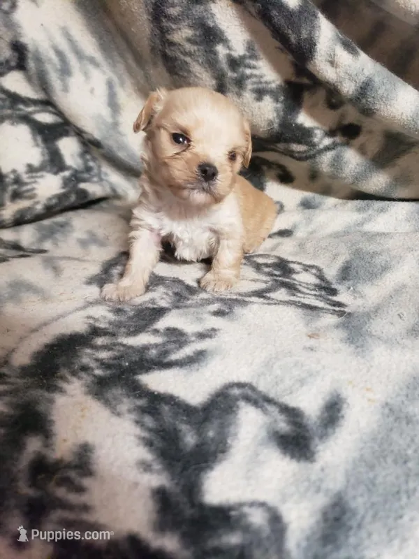 Zeke - A Cavatese – Cavapoo puppy for sale in Pahrump, NV
