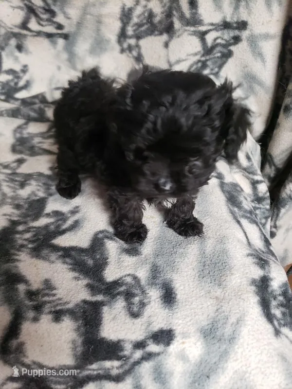 Mozart – Maltipoo puppy for sale in Pahrump, NV