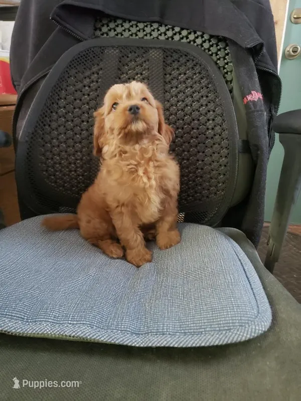Bailey – Cavapoo puppy for sale in Pahrump, NV