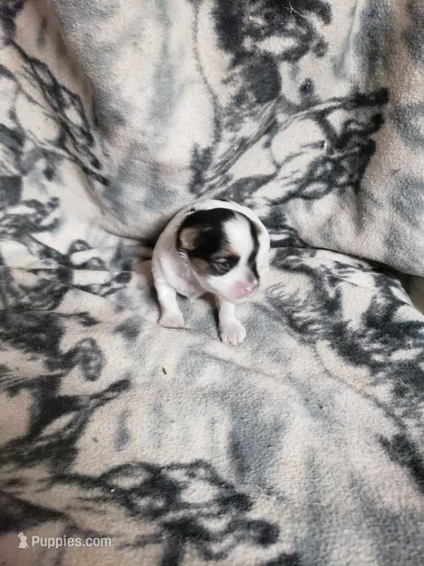 Roxie – Morkie puppy for sale in Pahrump, NV