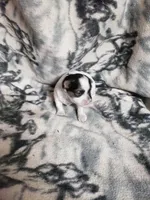 Roxie, a female Morkie for sale in Pahrump, NV – 1 of 3