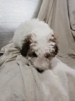Carli, a female Maltipoo for sale in Pahrump, NV – 3 of 3