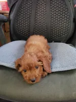 Bubbles, a female Cavapoo for sale in Pahrump, NV – 3 of 3