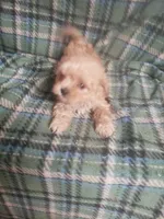 Zeke - A Cavatese, a male Cavapoo for sale in Pahrump, NV – 3 of 4