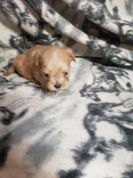 Zoey - A Cavatese, a female Cavapoo for sale in Pahrump, NV – 3 of 4