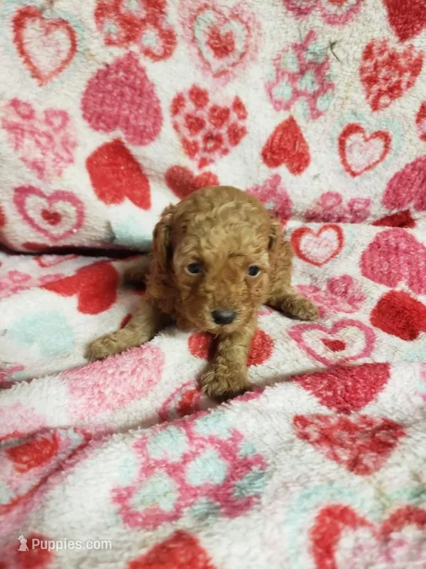 Bessie – Bichon Frise, Poodle - Toy  puppy for sale in Pahrump, NV