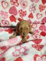 Bessie, a female Bichpoo for sale in Pahrump, NV – 1 of 6