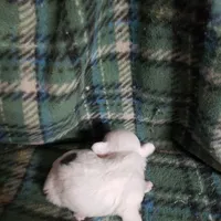 Willow-Very small, a female Maltipoo for sale in Pahrump, NV – Photo 5 of 7