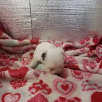 Willow-Very small, a female Maltipoo for sale in Pahrump, NV – Photo 2 of 7