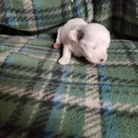 Willow-Very small, a female Maltipoo for sale in Pahrump, NV – Photo 6 of 7