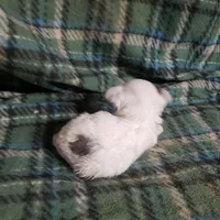 Willow-Very small, a female Maltipoo for sale in Pahrump, NV – Photo 7 of 7