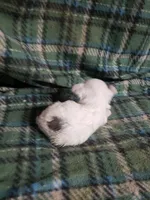 processed/05bf5c96-dcde-4bed-8180-ea80867f7f4b/listing/8d2f3429-991a-4b08-b538-9d636dc32fab/7bd5ea4f-4d27-4d3c-b942-5e1842781d57