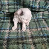 Willow-Very small, a female Maltipoo for sale in Pahrump, NV – Photo 3 of 7