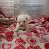 Willow-Very small, a female Maltipoo for sale in Pahrump, NV – Photo 1 of 7