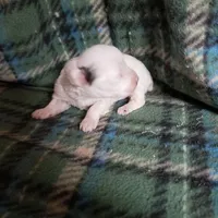 Willow-Very small, a female Maltipoo for sale in Pahrump, NV – Photo 4 of 7