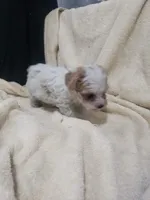 Gabby, a female Maltipoo for sale in Pahrump, NV – 3 of 9