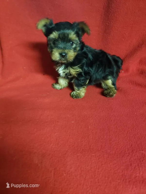Cutter – Yorkshire Terrier puppy for sale in Pahrump, NV