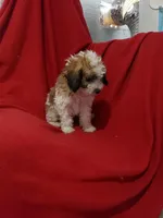 Claire, a female Maltipoo for sale in Pahrump, NV – 2 of 4