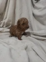 Dakota, a female Poodle - Toy  for sale in Pahrump, NV – 2 of 3