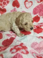 Banjo, a male Bichpoo for sale in Pahrump, NV – 2 of 6